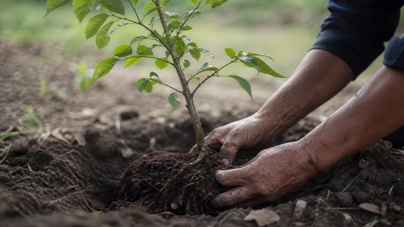 Optimiser l’enracinement des arbres lors de la plantation : gestes essentiels à connaître