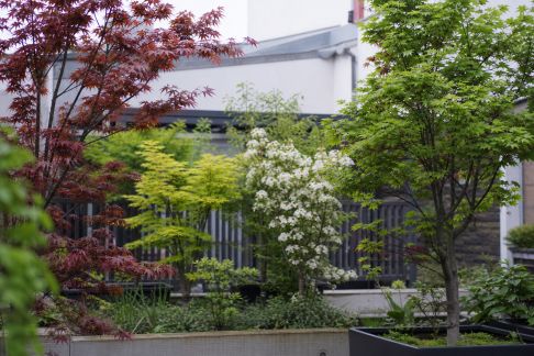 Les arbres compacts : espèces idéales pour les petits jardins urbains