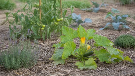 Potager sans arrosage : techniques et variétés adaptées à la sécheresse
