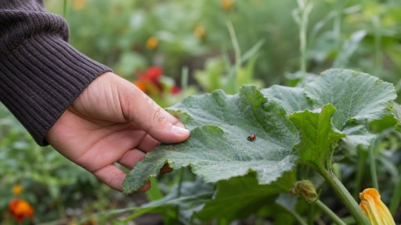 Adopter la lutte intégrée pour un jardin résilient face aux maladies et ravageurs