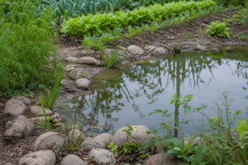 Installer une petite mare au potager : atouts pour la biodiversité et la lutte contre les ravageurs