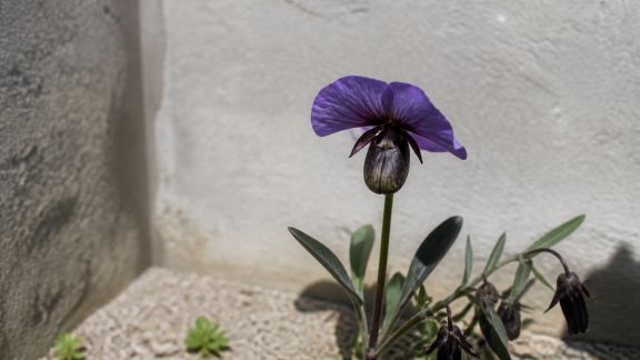 Planter des annuelles originales : osez des variétés peu connues pour surprendre votre jardin