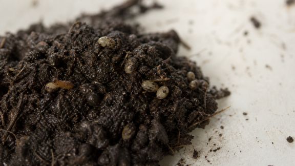 Gratuit : guide pratique pour reconnaître les œufs de parasites du sol