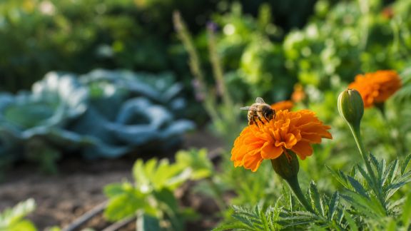 Comment attirer les pollinisateurs au potager pour booster vos récoltes