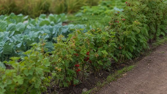 Créer une haie de petits fruits pour protéger et enrichir le potager