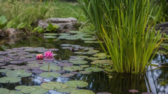 Sublimer un bassin ou une mare avec des plantes aquatiques décoratives