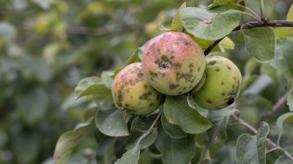 Identifier et prévenir la tavelure chez les arbres fruitiers