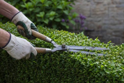 Pourquoi et comment tailler correctement vos haies au fil des saisons