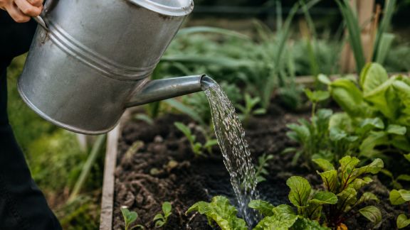 Récupération d’eau grise : est-ce adapté à l’arrosage du jardin ?
