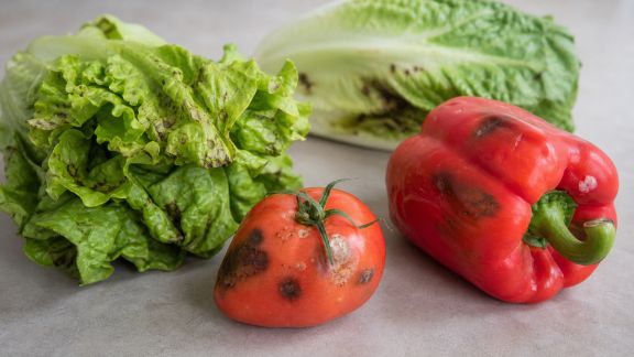Bactéries pathogènes : quels impacts sur vos légumes et comment réagir ?