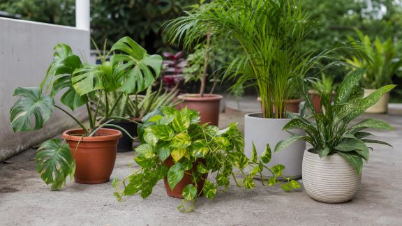 Entretien saisonnier des plantes d’intérieur placées en extérieur : le bon timing
