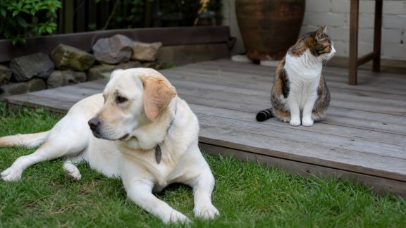 Comment créer un espace extérieur adapté aux animaux de compagnie
