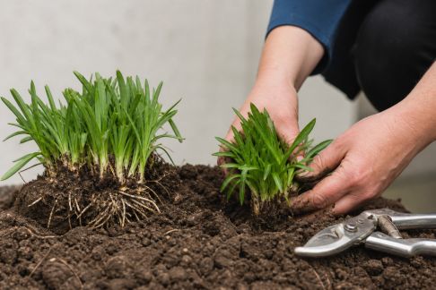 Prendre soin des vivaces à chaque saison : coupes, division et renforcement