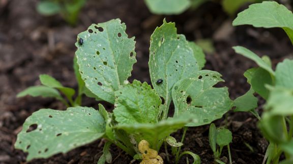 Reconnaître et limiter les dégâts causés par les altises au potager