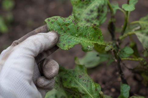 Effets du changement climatique sur l’apparition de nouvelles maladies au jardin