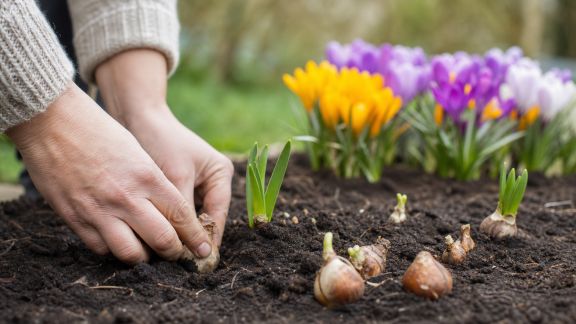 Planifier l’entretien de ses bulbes au fil des saisons pour une floraison optimale
