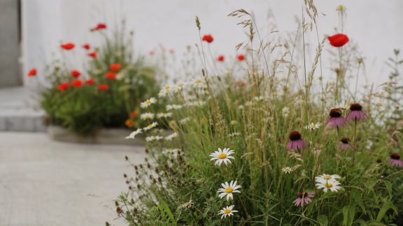 Créer un jardin d’inspiration sauvage avec des fleurs locales et résistantes
