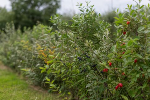 Haies fruitières atypiques : idées d’essences originales à expérimenter