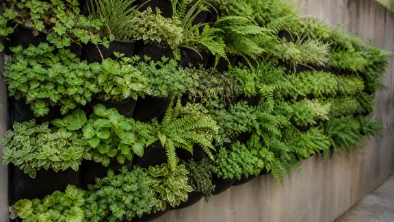 Créer un jardin vertical sur un mur ou une palissade