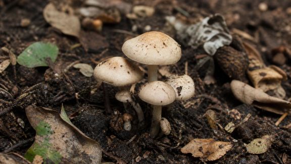 Les champignons du sol : alliés ou ennemis du compostage ?