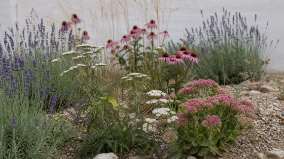 Plantes pour sols pauvres : comment créer un jardin florissant malgré un sol exigeant
