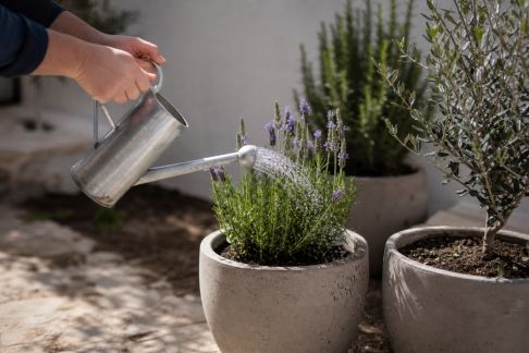 Adapter l’arrosage aux plantes méditerranéennes : stratégies et erreurs à éviter