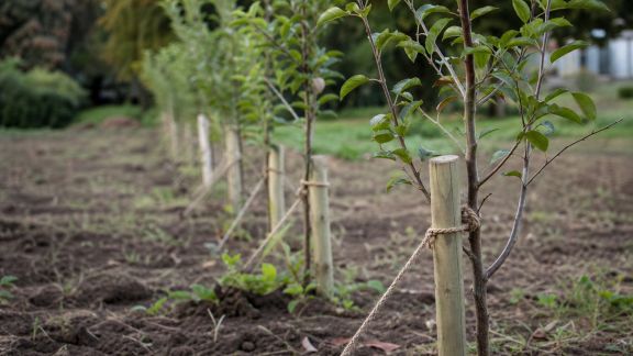 Bien réussir le tuteurage et le haubanage des jeunes arbres de haie