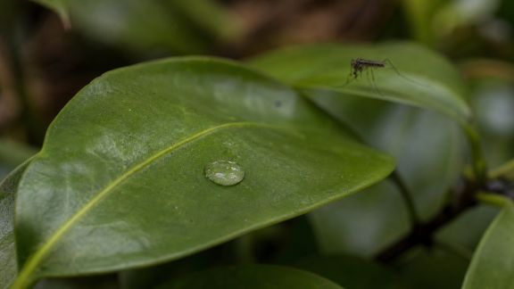 Stratégies écologiques pour contenir la propagation des virus transmis par insectes