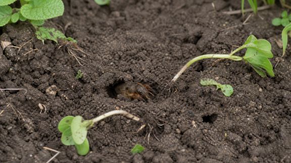 Les signes d’une infestation de courtilière et comment la gérer efficacement