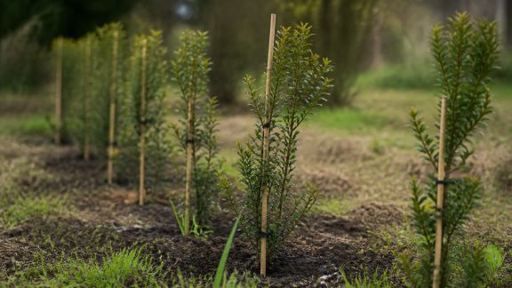 Comment prévenir et limiter le stress hydrique chez les jeunes arbres de haie