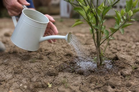 Comment arroser les jardins en sol argileux : techniques et précautions