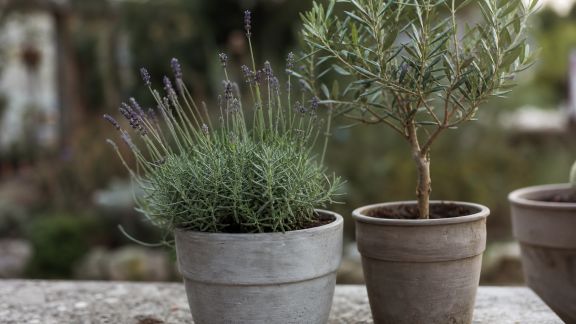 Secrets pour réussir l’acclimatation des plantes méditerranéennes en climat tempéré