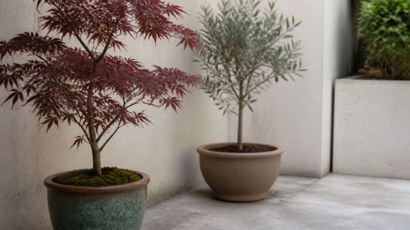 Comment intégrer des petits arbres d’ornement dans un espace restreint
