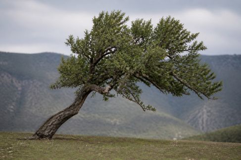 Les arbres tordus ou inclinés : causes, précautions et solutions