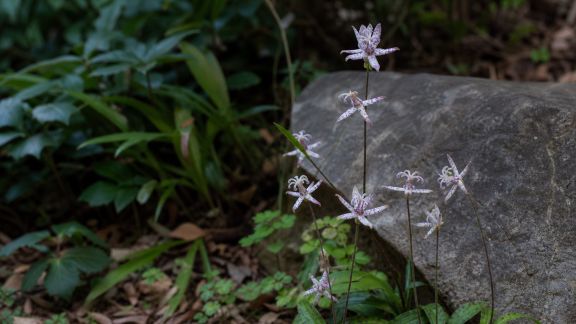 Comment intégrer des orchidées rustiques à son jardin extérieur