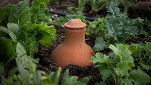 Utiliser les oyas pour un arrosage naturel et autonome