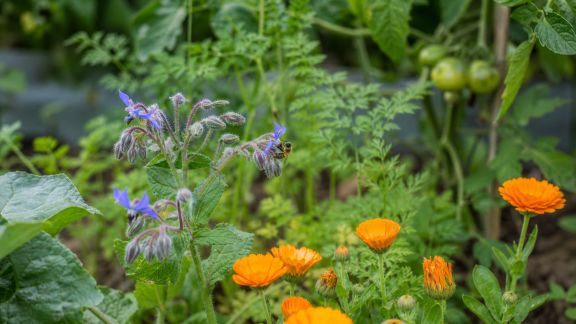 Guide des cultures mellifères au potager : des fleurs au service des légumes