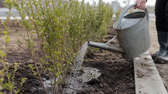 Bien gérer l’arrosage après la plantation de haies : étapes clés pour une reprise réussie