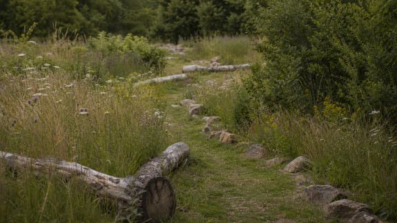 Favoriser la biodiversité par l’aménagement de zones sauvages maîtrisées