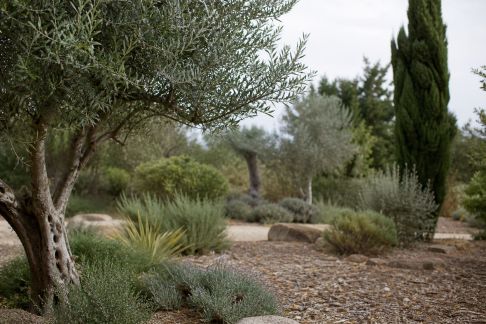 Arbres résistants à la sécheresse : panorama et usages en aménagement paysager