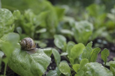 Gestion des escargots au potager sans pesticides : astuces et retours d’expérience