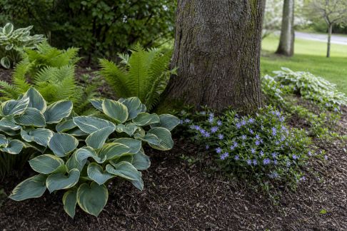Plantation sous les arbres : quelles plantes privilégier au pied des haies et arbres ?