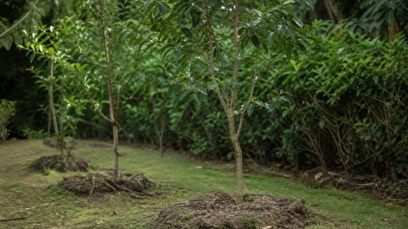 Choisir des arbres à croissance rapide pour structurer rapidement son jardin