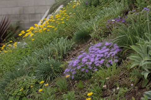Sélection de plantes à fleurs pour talus et pentes difficiles d’accès