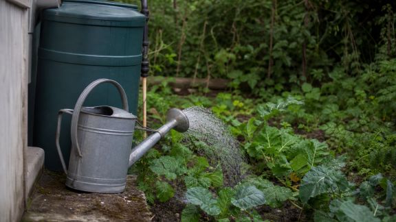 Récupérer et utiliser les eaux de pluie pour arroser son potager