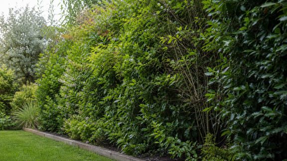 Installer une clôture végétale pour plus d’intimité et de biodiversité