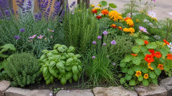 Idées d’associations de plantes aromatiques et fleuries dans un massif décoratif