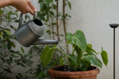 Adopter une routine d’arrosage efficace pendant les fortes chaleurs estivales