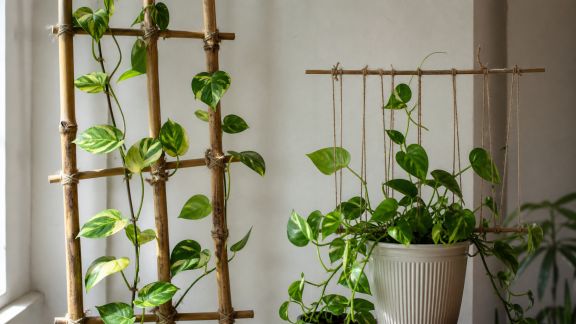 Mettre en scène des plantes grimpantes avec des supports créatifs DIY