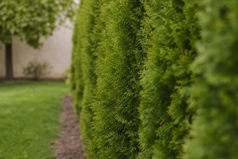 Entretenir une haie de conifères : conseils pour garder un feuillage dense et sain